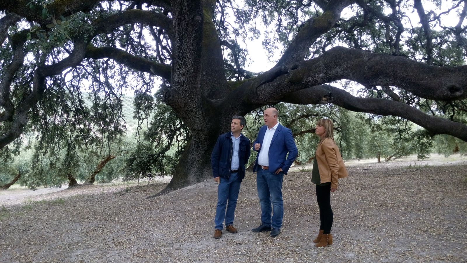 TÉCNICOS DEL CENTRO AGROPECUARIO REALIZAN UNA VALORACIÓN DE LA ENCINA MILENARIA DE RUTE